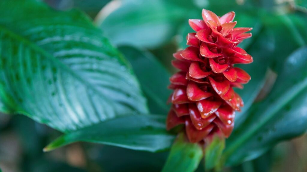 How Much Light Does Pine Cone Ginger Need